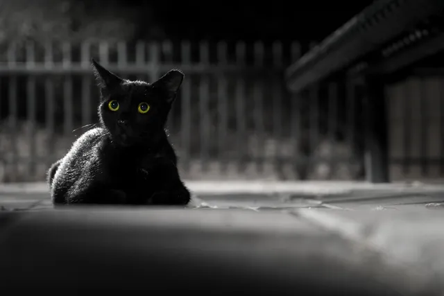 シンプルかつ可愛い　黒猫|ロカコン